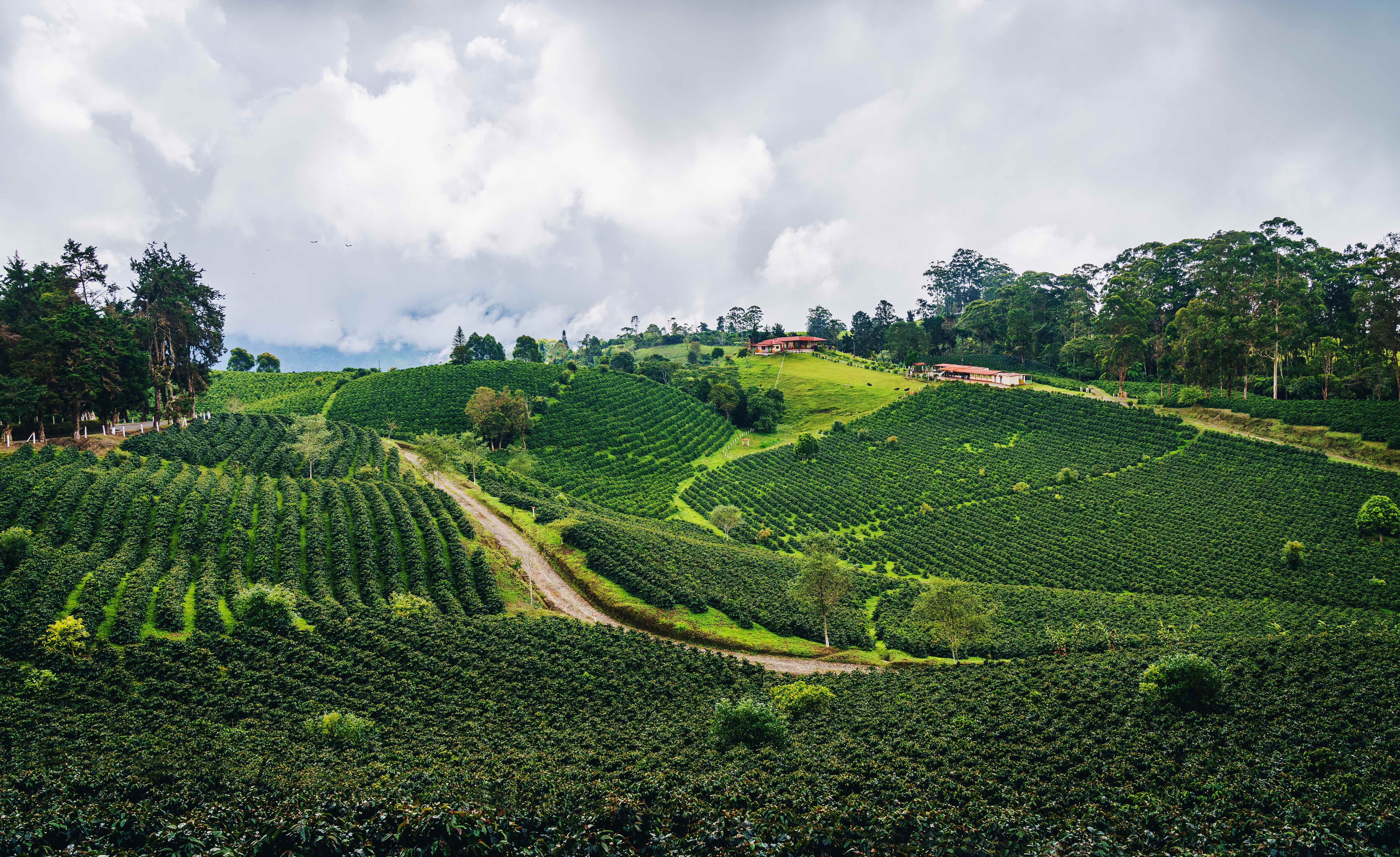 Lush green coffee plantation on rolling hills with farmhouse and dramatic cloudy sky